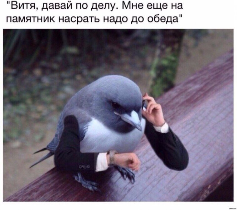 Важный голубь
