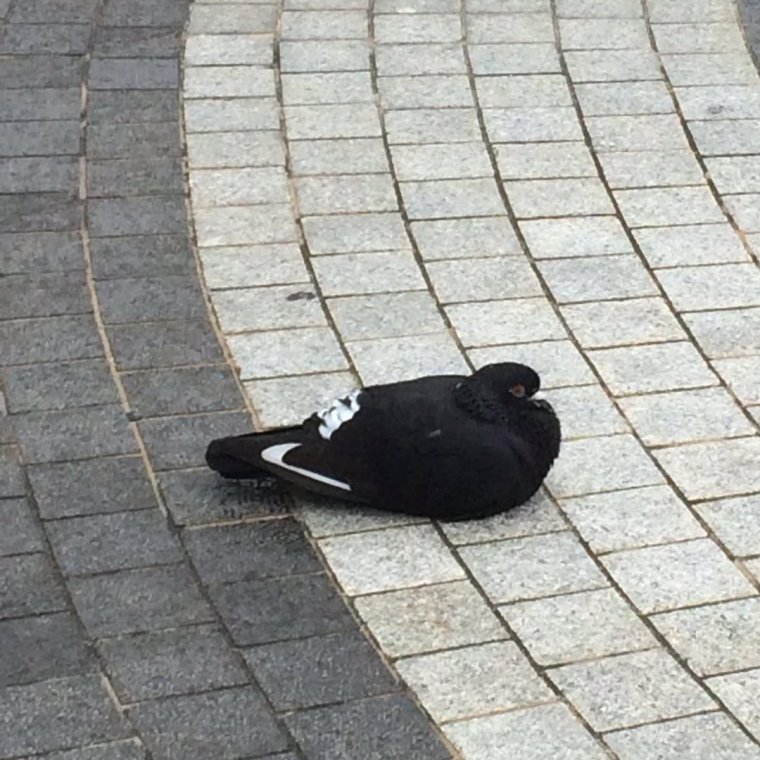 Голубь в штанишках