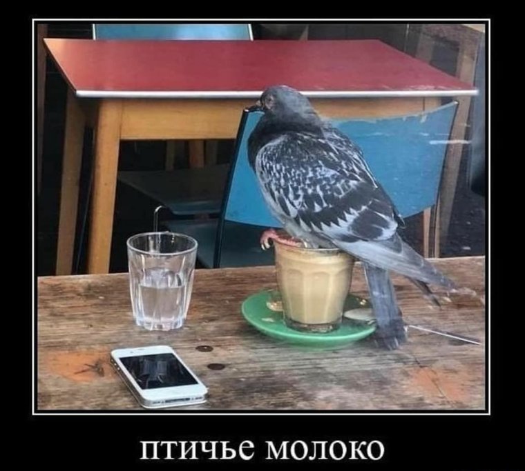 Птичье молоко прикол