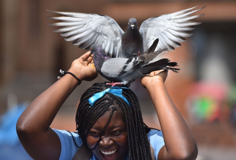 Голубь демотиватор