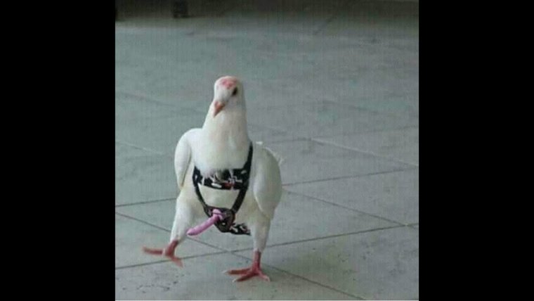 Голубь с фаллоимитатором