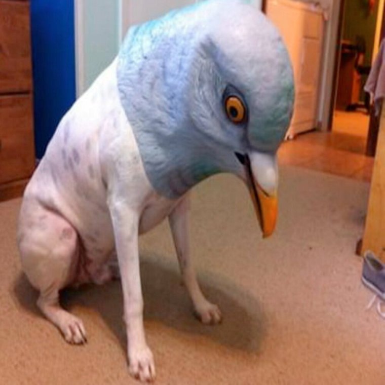 Упоротый голубь