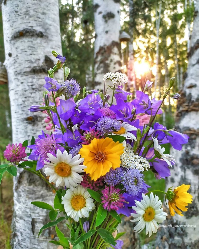 Июньские цветы