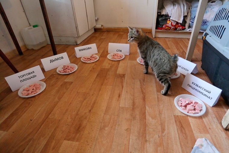 Кошачья колбаса