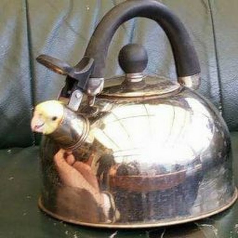 Отражение в чайнике