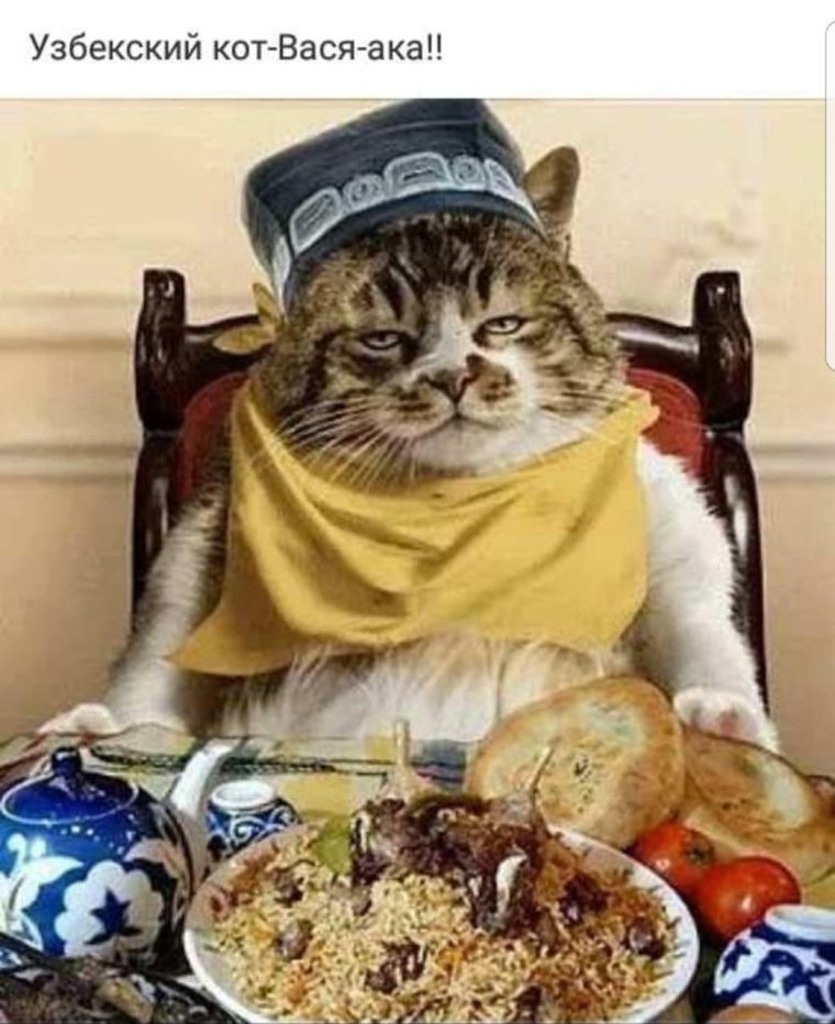 Котейка в тюбетейке