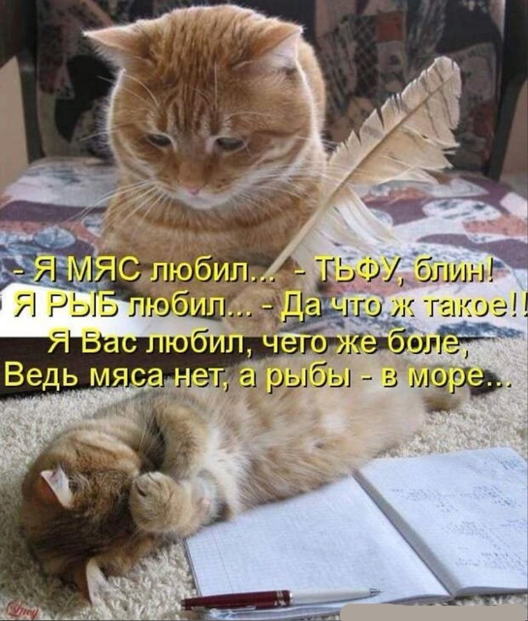 Шутки про котиков
