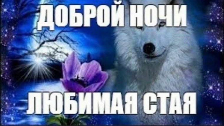 Доброй ночи стая
