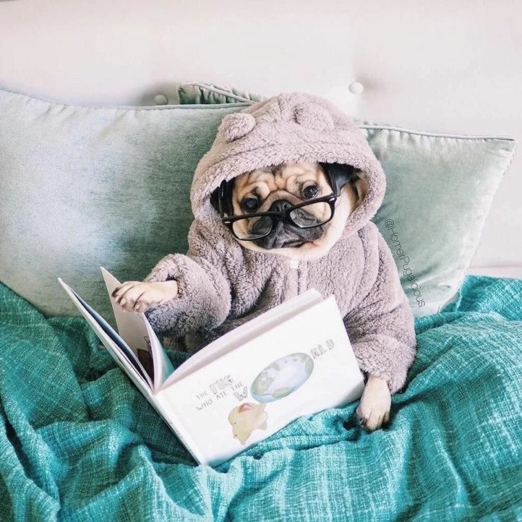 Коты в пижамах