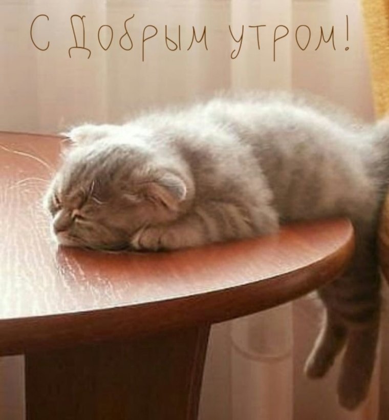 Вставай красотка нас ждут Великие дела