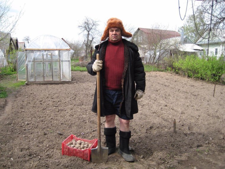 Пора сажать картошку