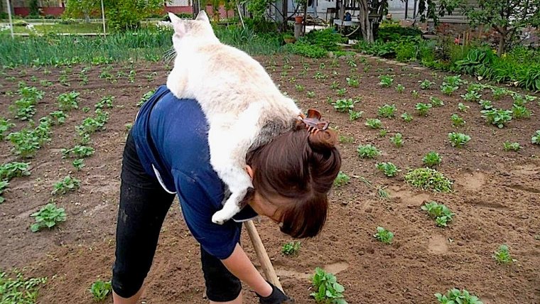 Смешные коты на огороде