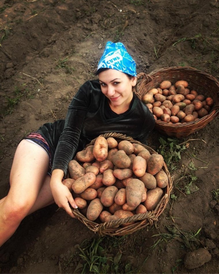 Копка картофеля