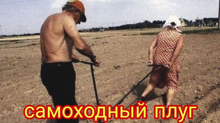 Копают картошку на даче