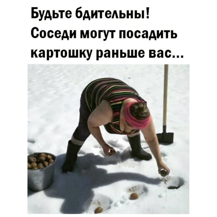 Сажать картошку в снег