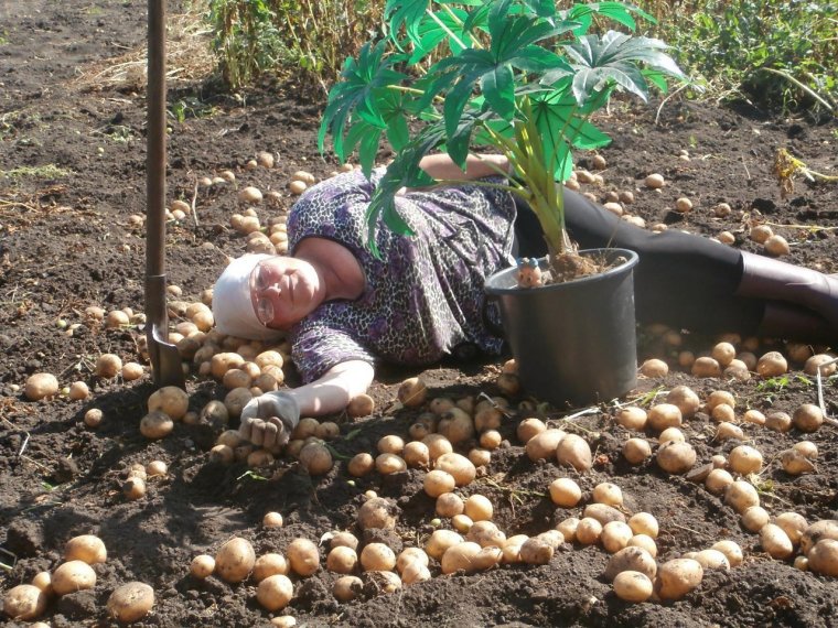 Приколы про огород и дачу