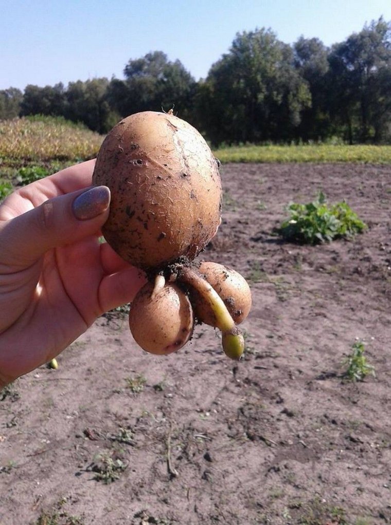 Прикольная картошка