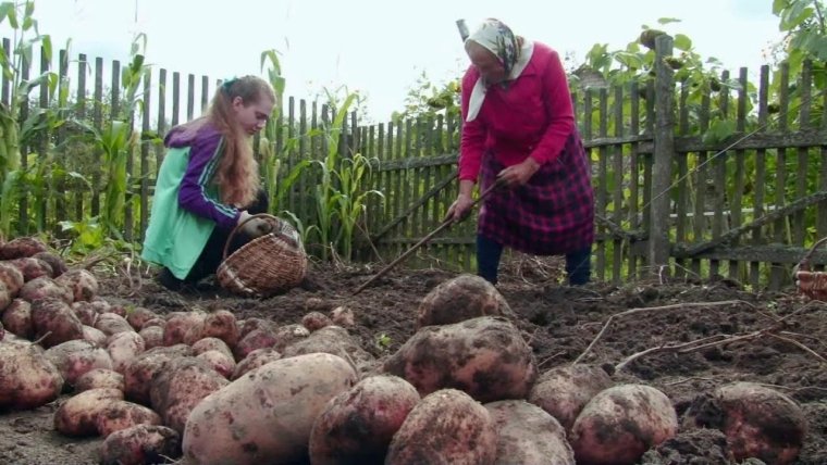 Уборка картошки на даче