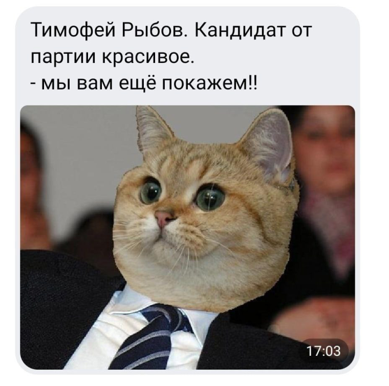 Красивое Мем коты