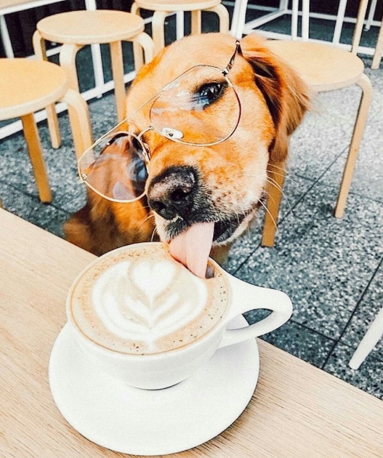 Пловецкая Татьяна еноты