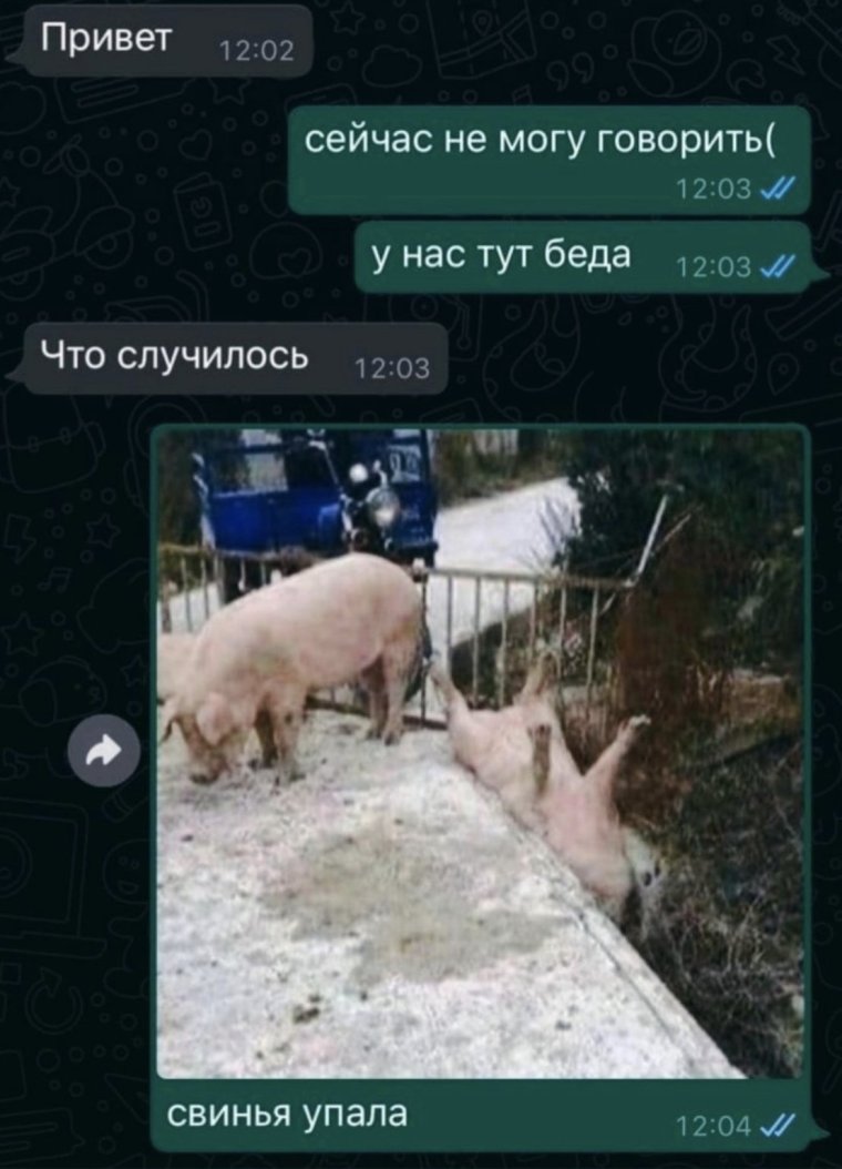 Смешные поросята