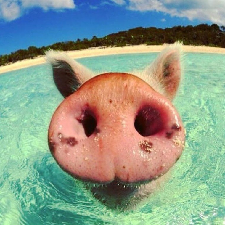 Яйца свиньи большие смешные