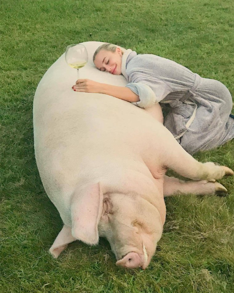 Смешные поросята