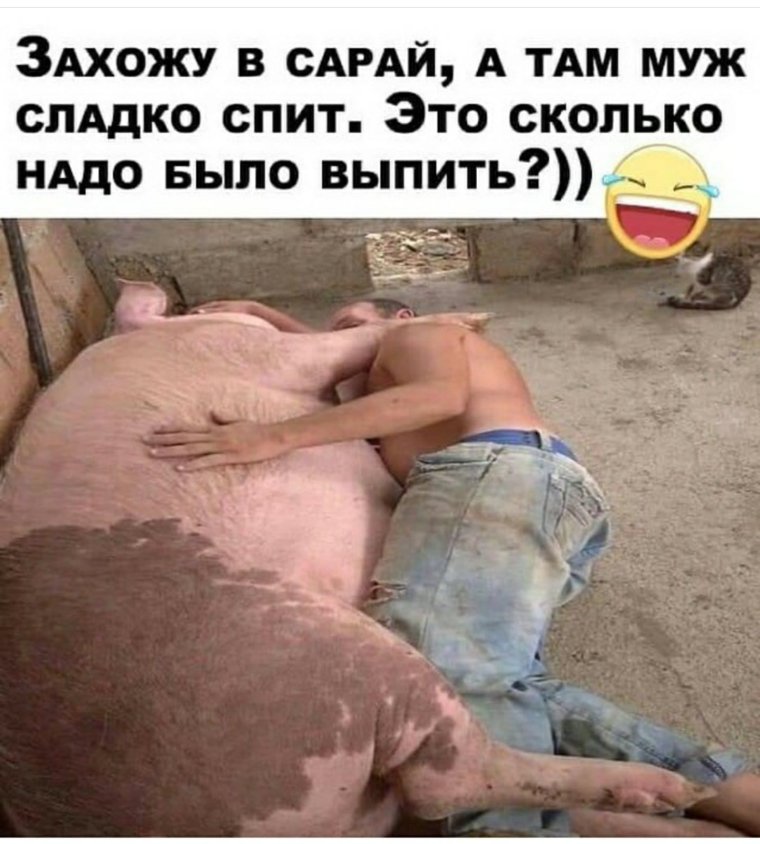 Рыжий поросенок