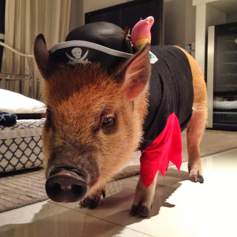 Свинья прикол