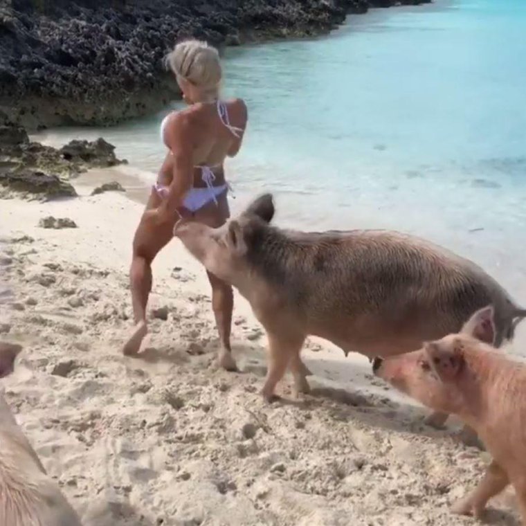 Свинья улыбается