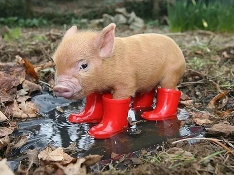 Ленивая свинья