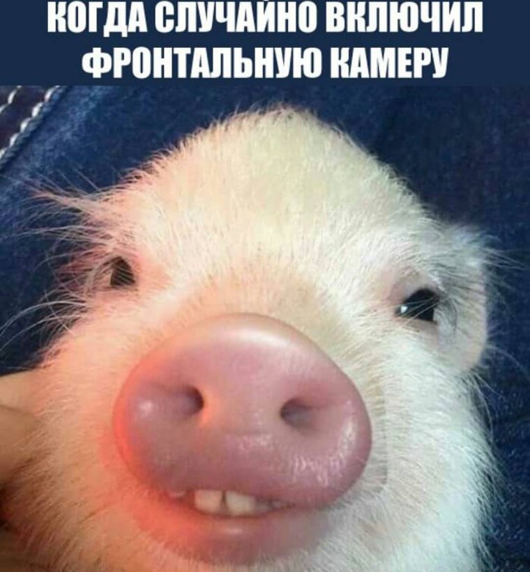 Свинья в купальнике