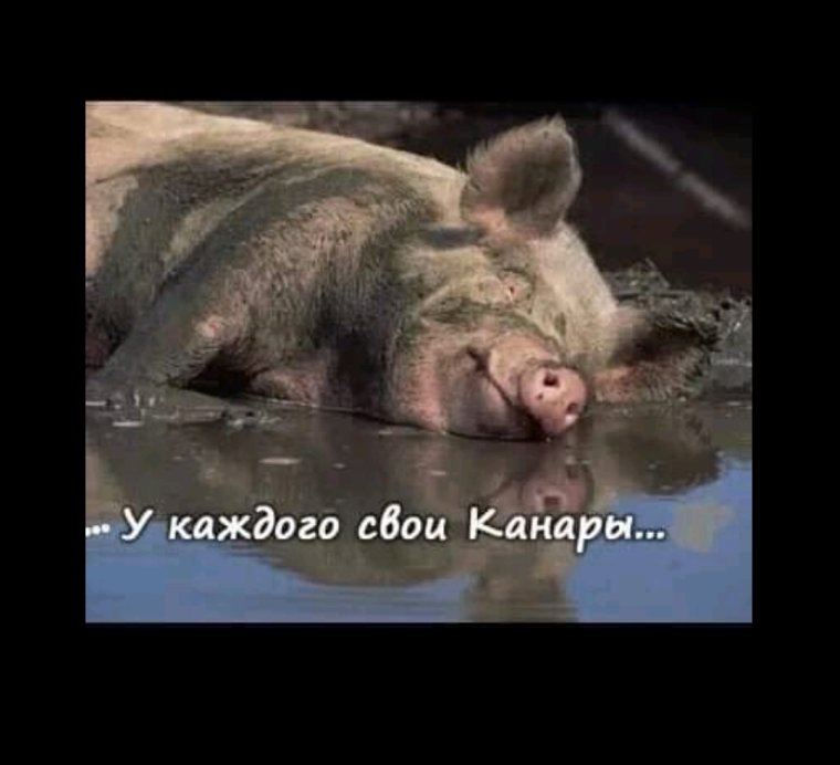 Свинья прикол