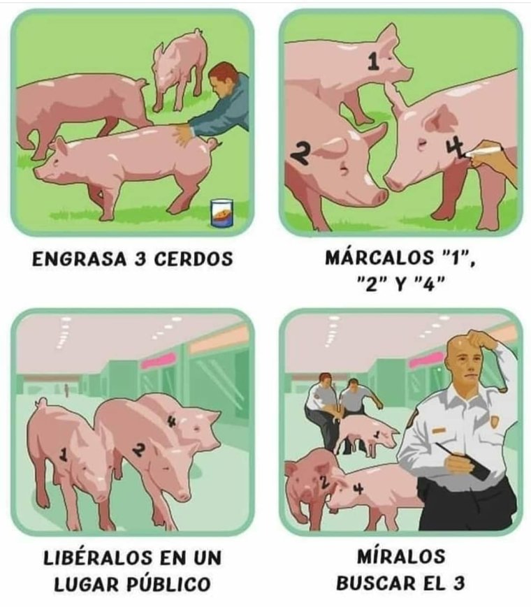 Минипиг лысый