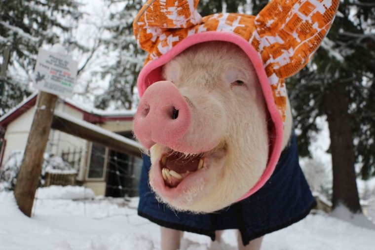 Свинья Аристократ