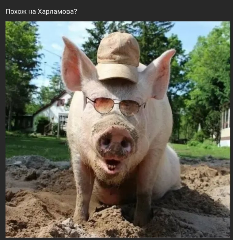 Девушка с поросенком