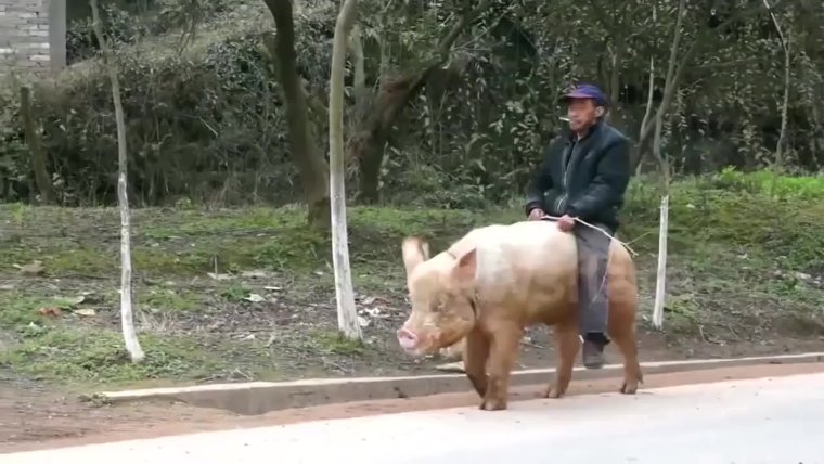 Гламурный поросенок