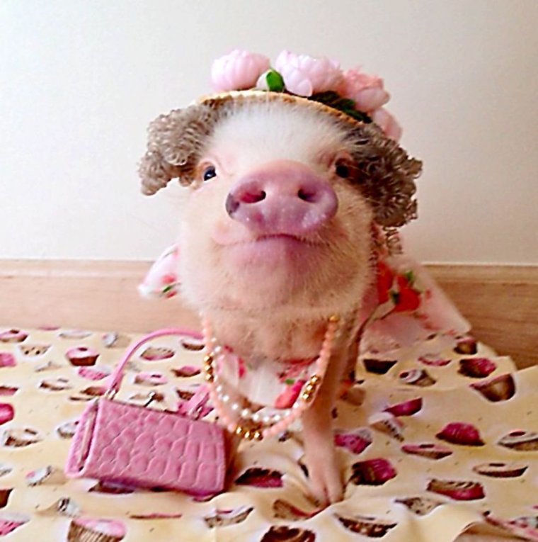 Троян конь Троянский конь