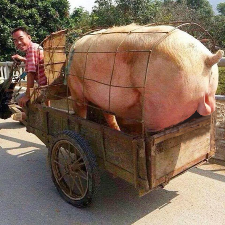 Свинка мини Пиг чай