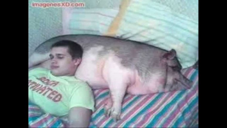 Корова в стрингах