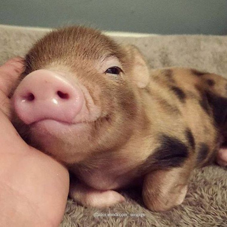 Свинья спит прикол