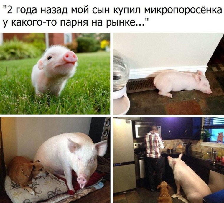 Прикольные поросята