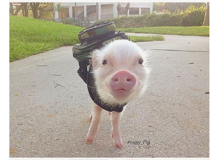 Девочка свинья