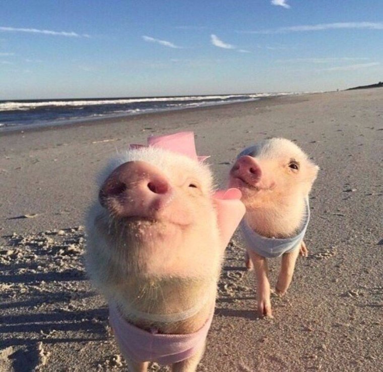 Смешные детские рисунки животных и реальность