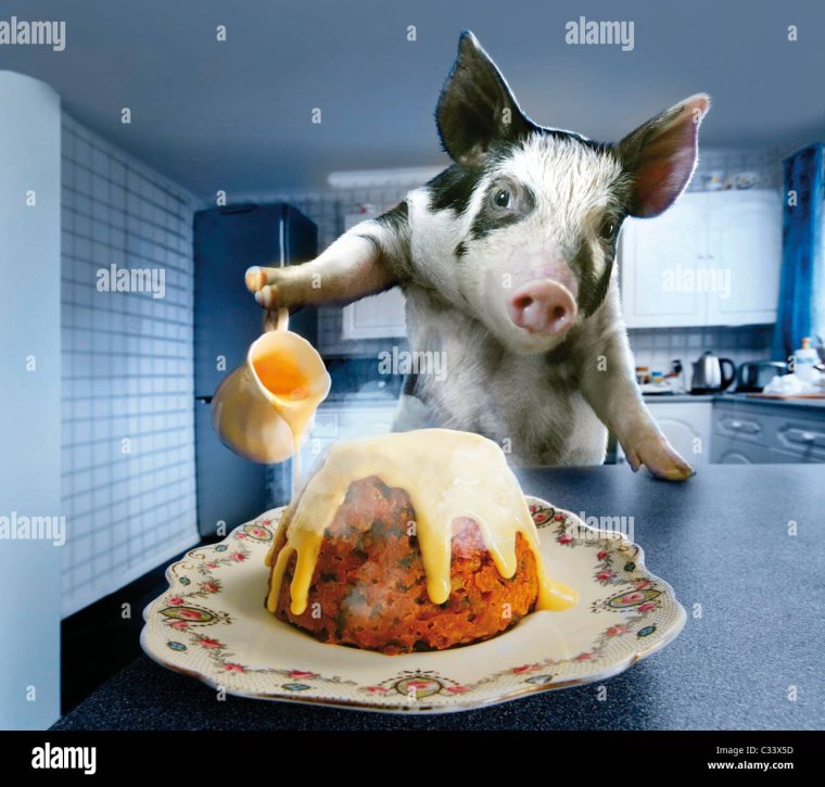 Поросенок в одежде