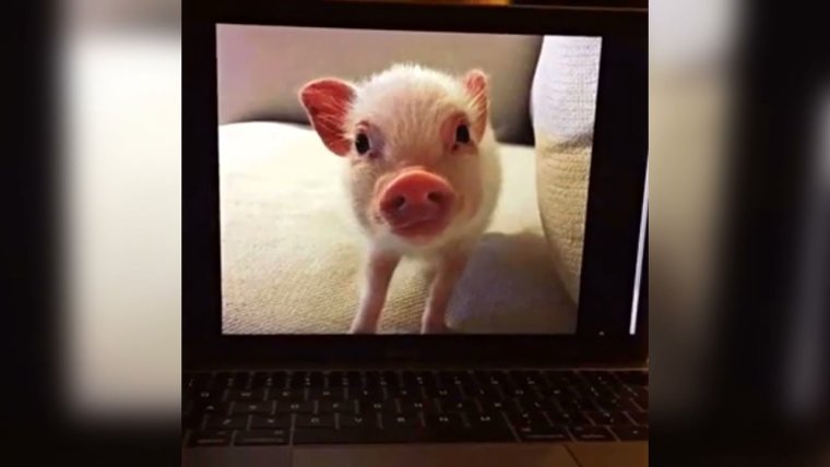 Свинья прикол