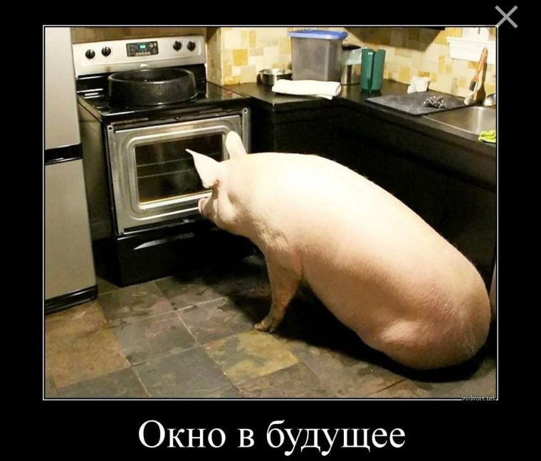 Мемы про украинску. Свинью