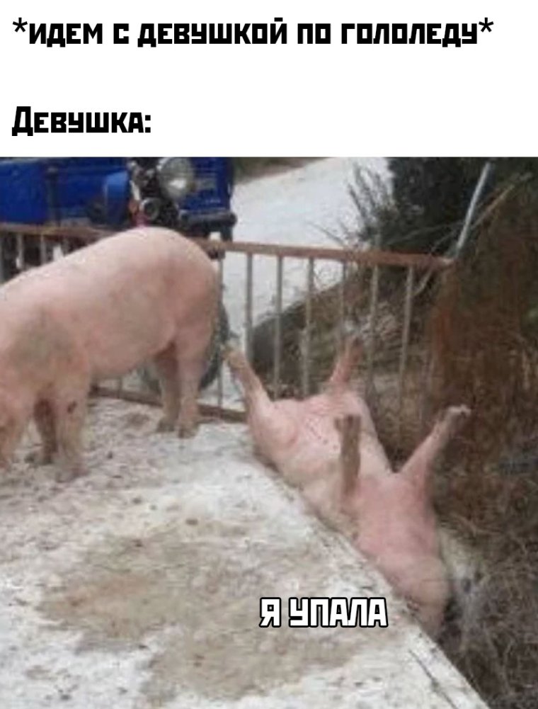 Свинья спит