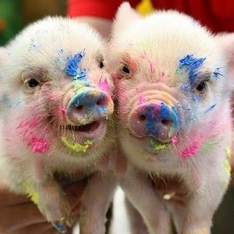 Свинья улыбается