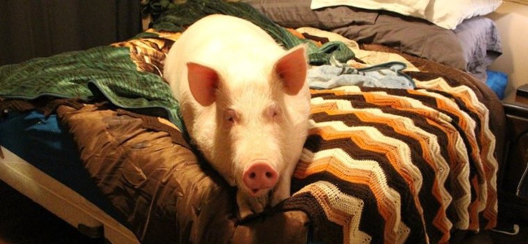 Картинки приколы смешные до слез